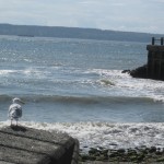 Canadian Seagull Canadian Seagull