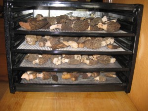 Morels Drying