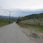 Apple Orchards
