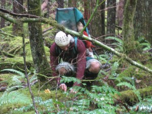 Cushman_4